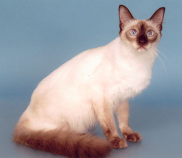 сиамская балинезийская кошка